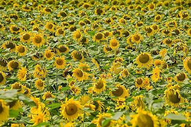 《方舟生存飞升》今日上线新地图希腊世界、新生物巨型海龟